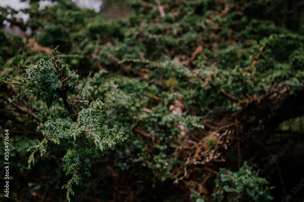 A tree of juniper with saturation green color and beautiful texture. A tree of juniper with saturation green color and beautiful texture.