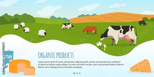 Fotografia Cows in farm vector illustration