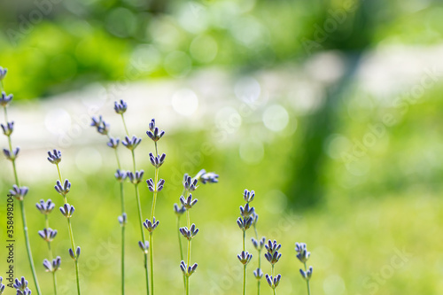 Beautiful violet lavender flowers blossom on a blurry floral background
