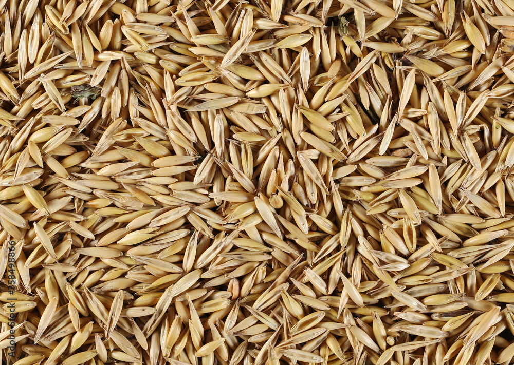 Unpeeled oat grains surface, background and texture