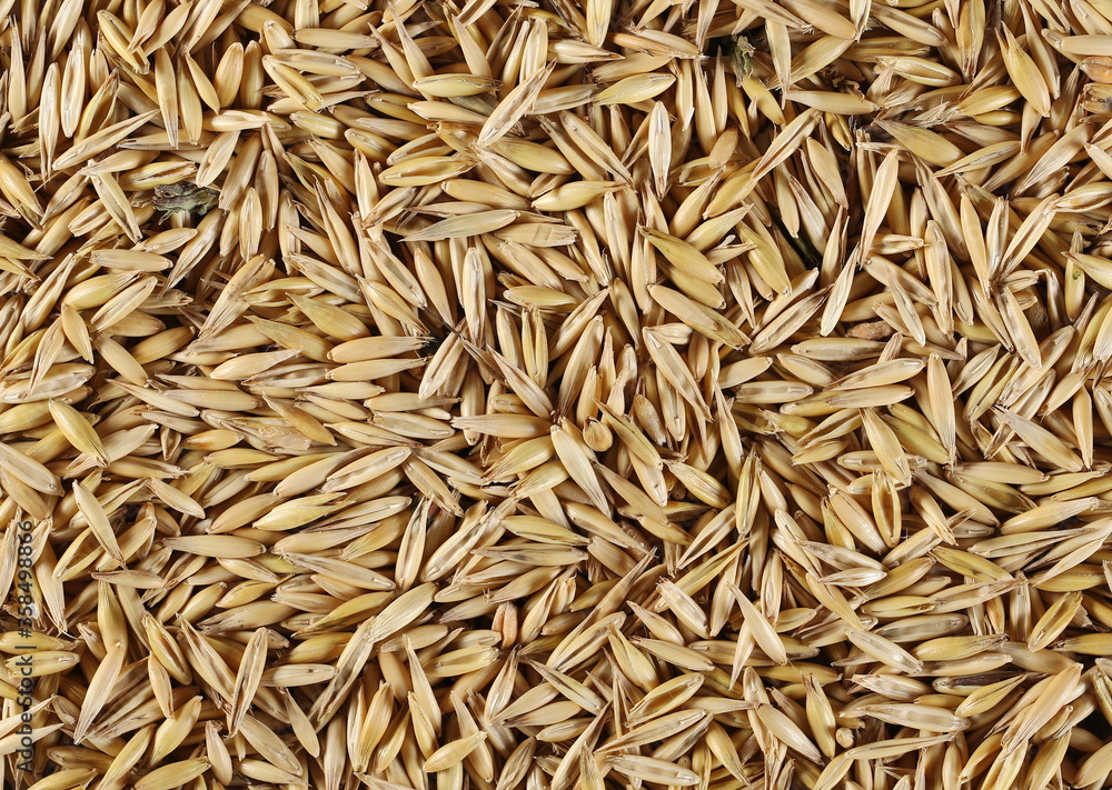Unpeeled oat grains surface, background and texture Unpeeled oat grains surface, background and texture