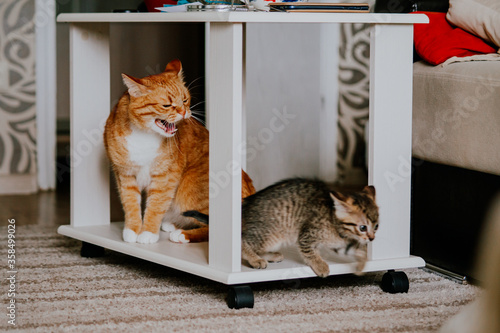 old orange cat hisses on gray kitten photo