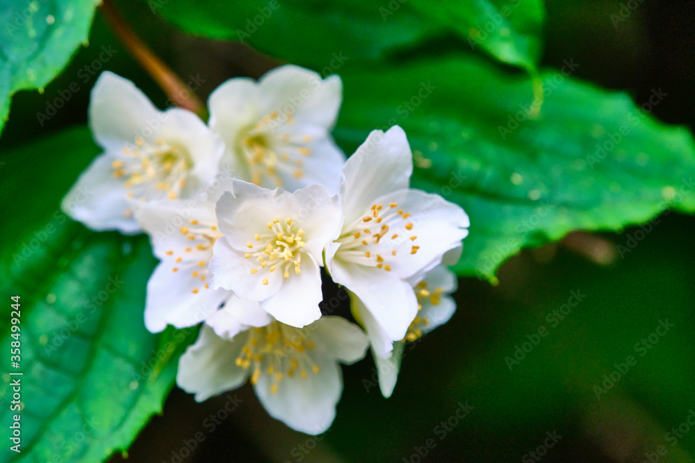 beautiful white flowers on green branches color beautiful white flowers on green branches color