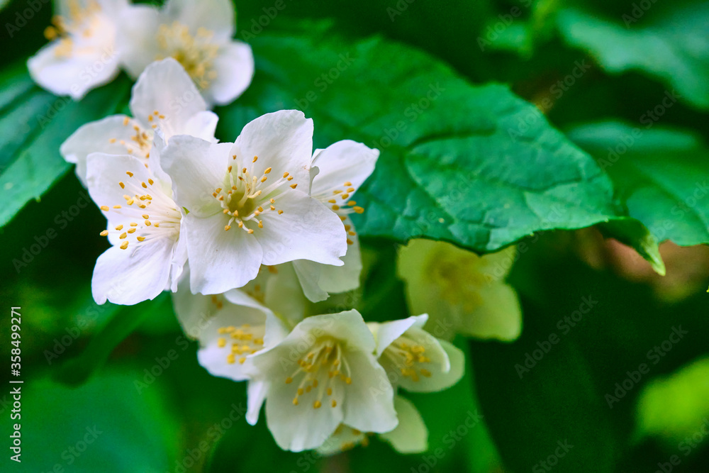 beautiful white flowers on green branches color