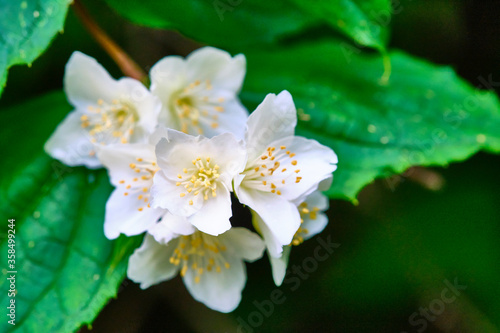beautiful white flowers on green branches color