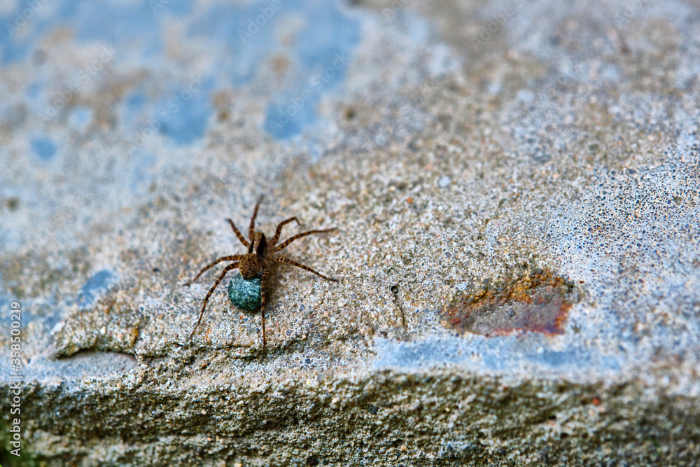Female wolf spider sits on concrete color Female wolf spider sits on concrete color