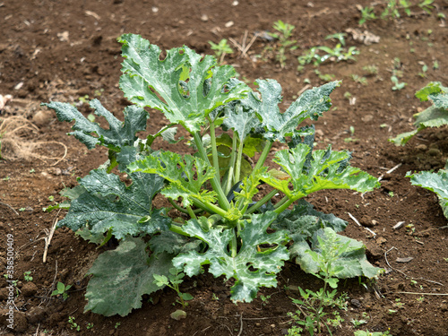 Wallpaper Mural ズッキーニ畑
 Torontodigital.ca