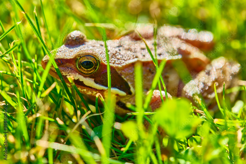 Obraz premium Frog sits in the grass medium plan color
