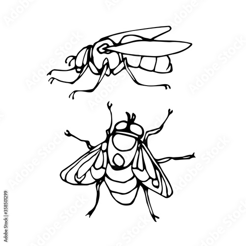 set of a dirty ugly dung fly, for logo or icon, infection symbol, vector illustration with black ink contour lines isolated on a white background in doodle & hand drawn style