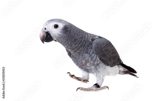 Timneh African Grey Parrot isolated on white