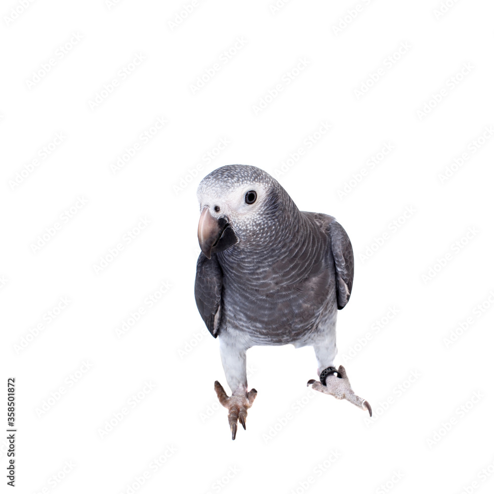 Timneh African Grey Parrot isolated on white Timneh African Grey Parrot isolated on white