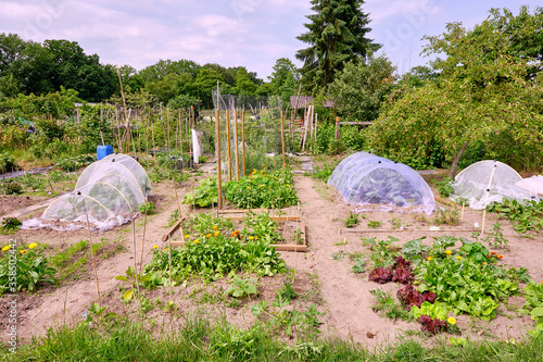 Kitchen garden with vegetables, herbs and flowers. With nets and chicken wire for protection against animals photo