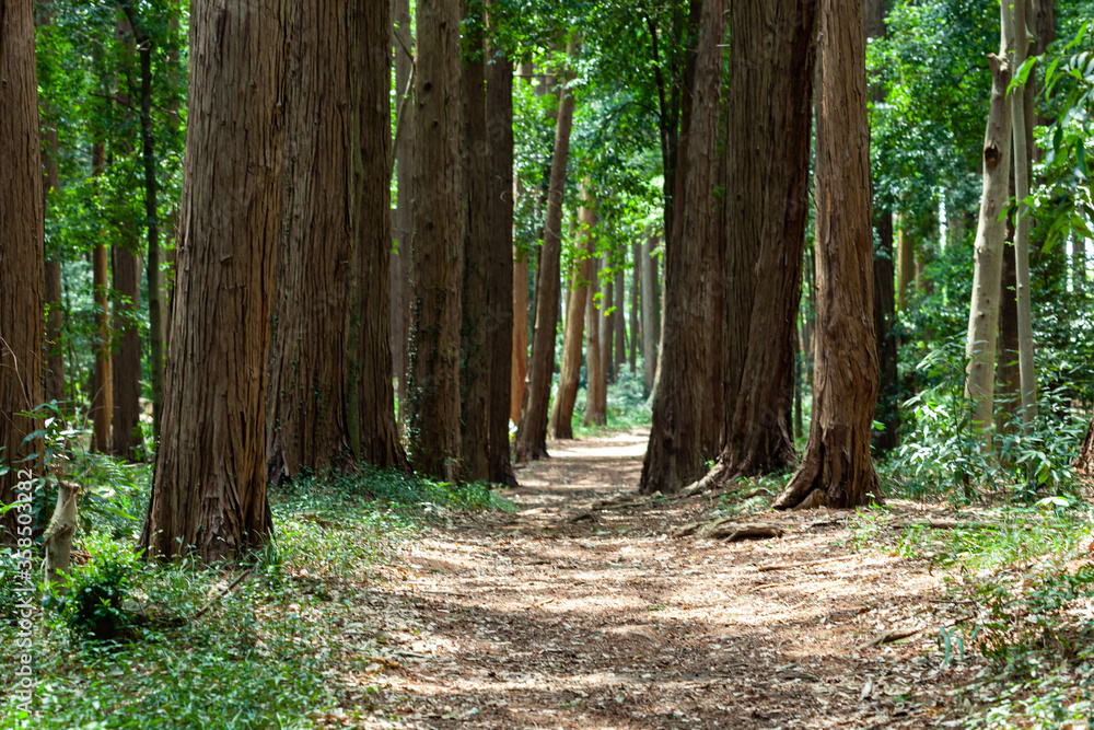 Obraz premium 林の小径の木漏れ日(5月)