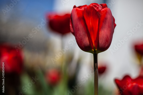 red tulips in the garden