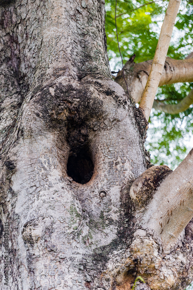 It's Tree in Trinidad and Tobago, South America It's Tree in Trinidad and Tobago, South America