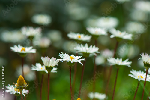 Beautiful daisy flowers in meadow. Summer nature scene with blooming daisies in a green forest glade. Daisy, marguerite background. Bellis perennis, marguerite.