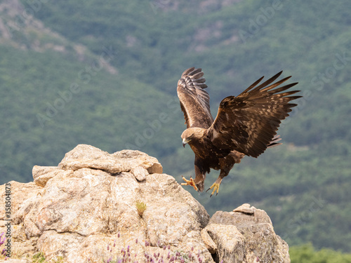 Foto Aguila real​ (Aquila chrysaetos)