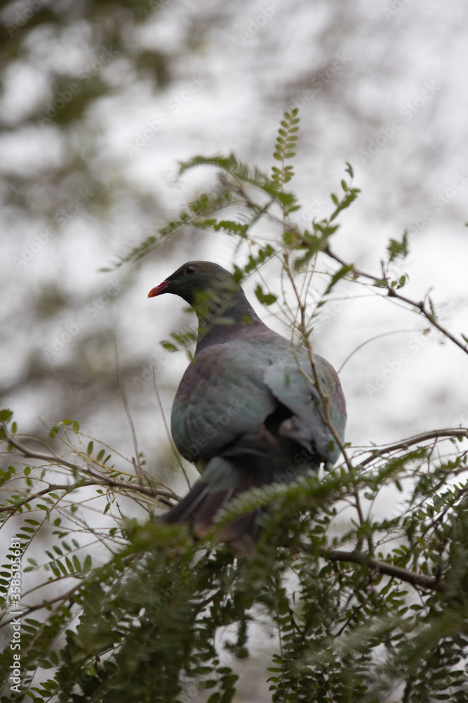 Fototapeta premium bird, nature, animal, wildlife, beak, tree, wild, pigeon, feather, branch, feathers, birds, snow, winter, sparrow, robin, avian, green, starling, wood, white