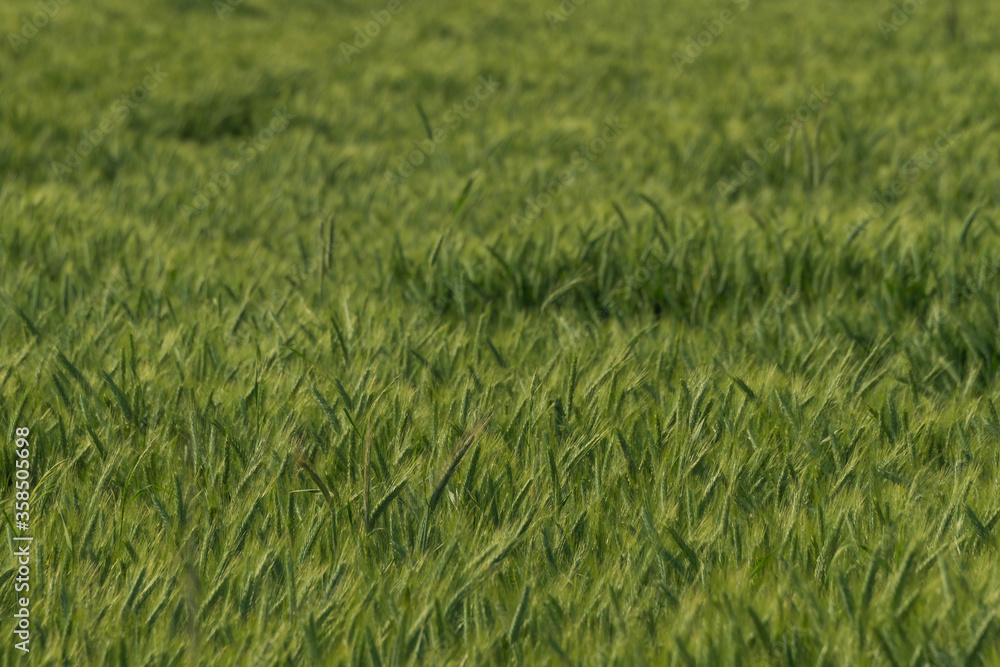 Obraz premium Zielone zboże w polu.