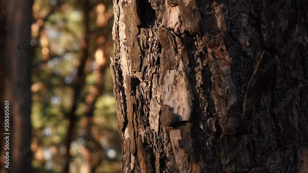 pine forest in summer time. pine forest in summer time.