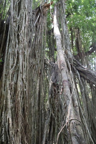 Racines de banian dans la forêt des singes d'Ubud à Bali, Indonésie