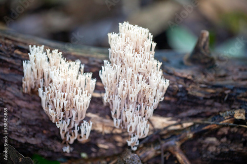 Close up of beautiful and eatable white coral mushrooms called "Clavulina crostata", growing off a wet tree branch in the forest. Background blurred. 