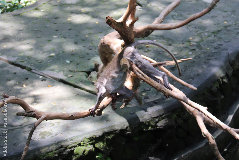 Singe dans la forêt des singes d'Ubud à Bali, Indonésie Singe dans la forêt des singes d'Ubud à Bali, Indonésie