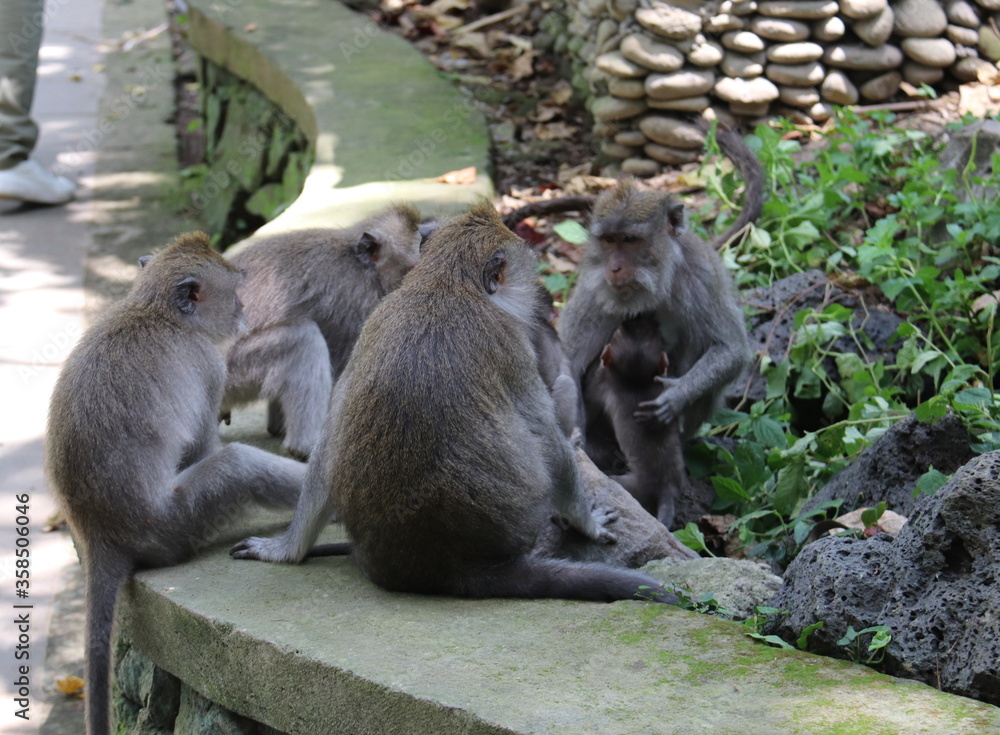 Famille de singes, forêt des singes d'Ubud à Bali, Indonésie