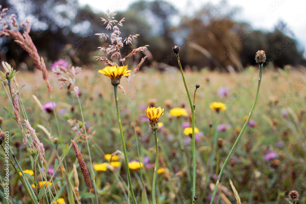 colorful flwers blooming in the grassland colorful flwers blooming in the grassland