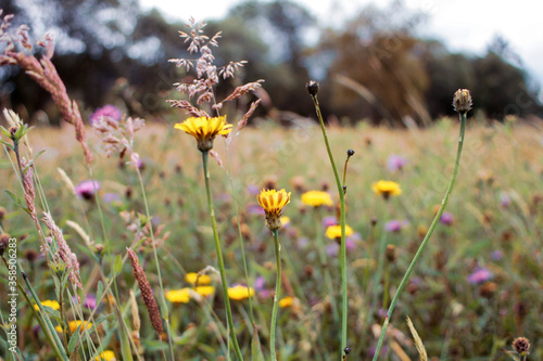 colorful flwers blooming in the grassland