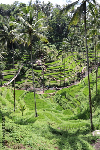 Rizières verdoyantes à Bali, Indonésie