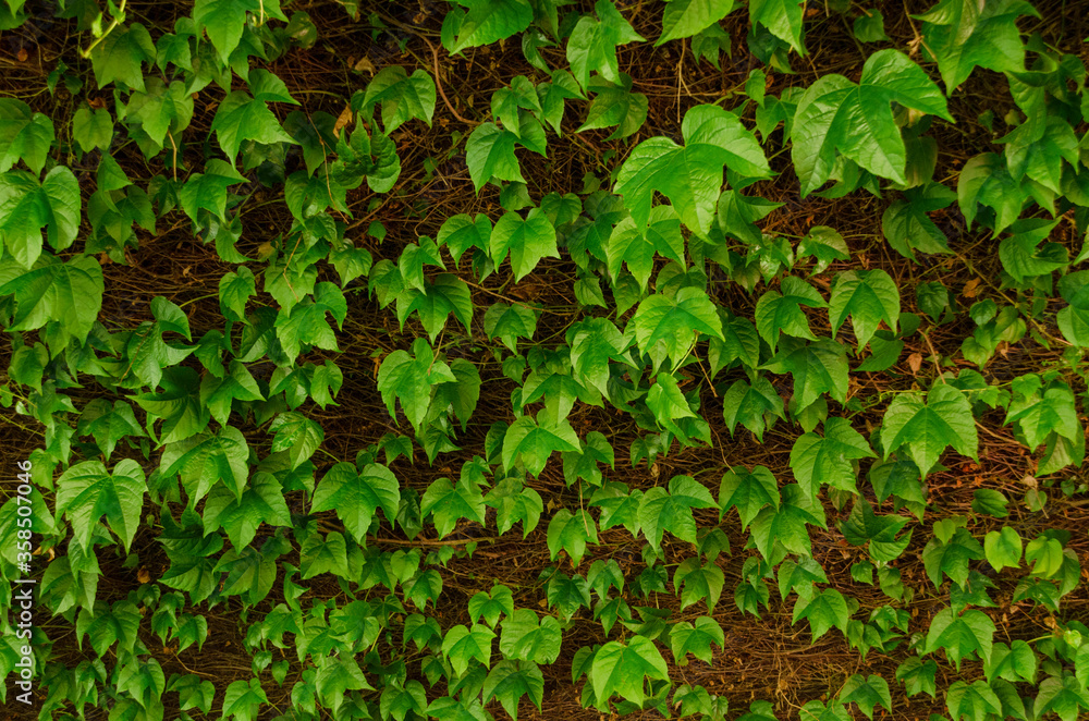 Green ivy creeper growing on veranda ceiling Green ivy creeper growing on veranda ceiling