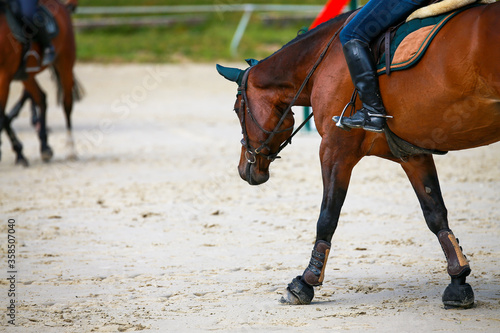 Show jumping horse brown in step with rider stretches on the long rein.. © RD-Fotografie