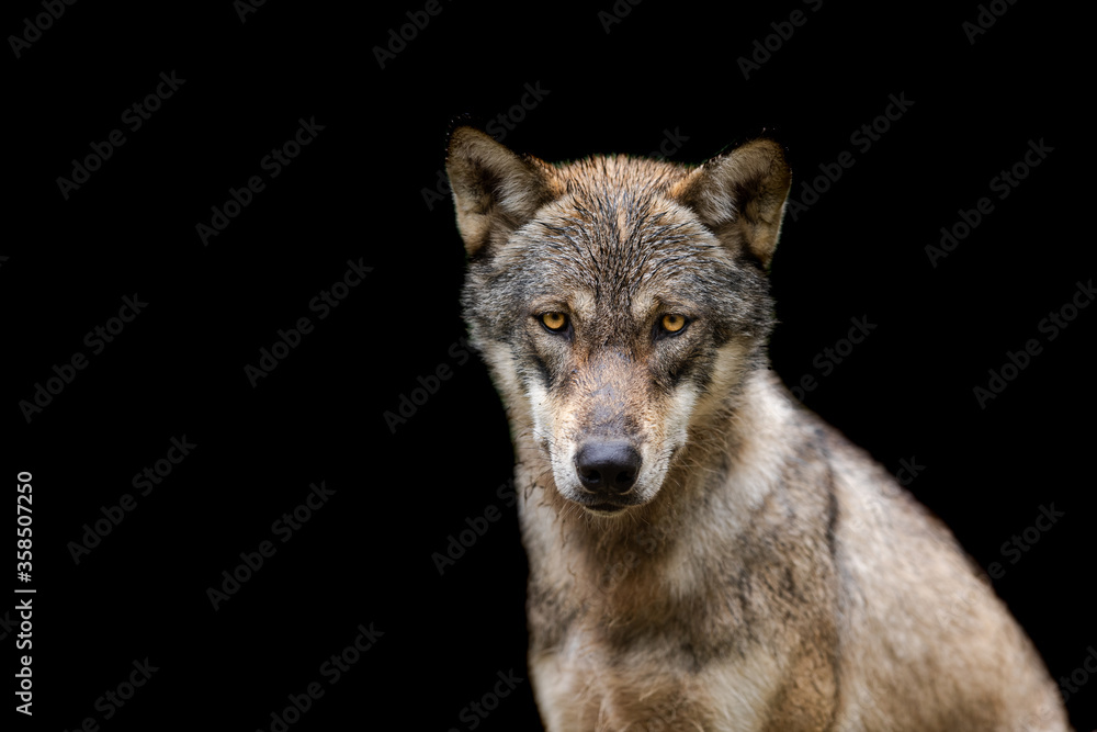 Obraz premium Grey Wolf with a black background