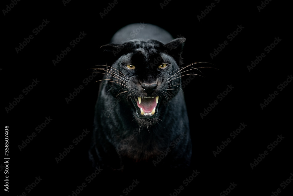 Black panther with a black background
