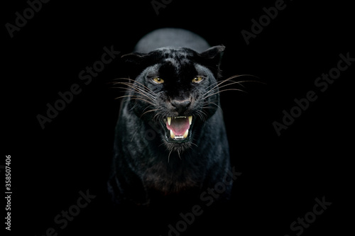 Obraz na płótnie Black panther with a black background w salonie