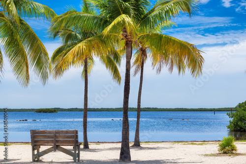 Palm trees on a tropical beach with bench in shadow in Florida Keys. © lucky-photo