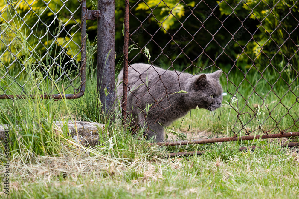 Naklejka premium beautiful gray cat looks through a hole in the cut fence and lurks for a mouse in the cut grass