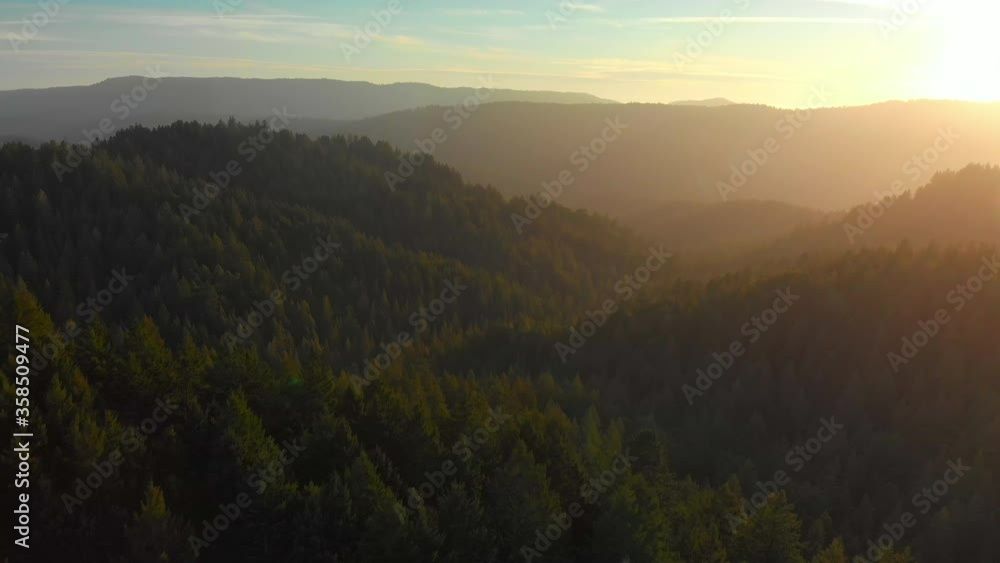 Aerial shot flying over redwood forest valley at sunset Aerial shot flying over redwood forest valley at sunset