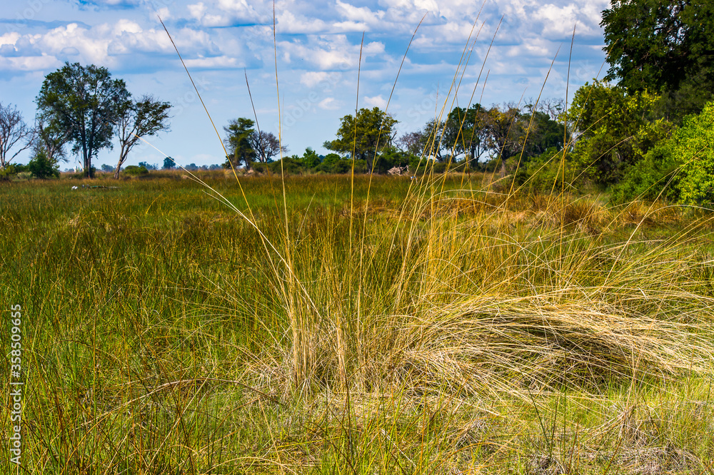 Obraz premium It's Landscape of the Okavango Delta (Okavango Grassland), One of the Seven Natural Wonders of Africa, Botswana