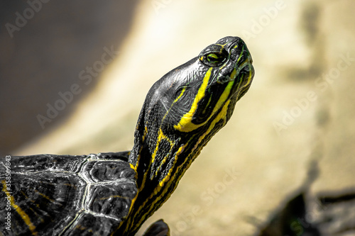 Trachemys or Yellow-bellied Turtle in a swamp close-up. Reptiles.