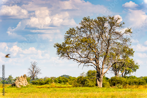 It's Landscape of the Okavango Delta (Okavango Grassland), One of the Seven Natural Wonders of Africa, Botswana