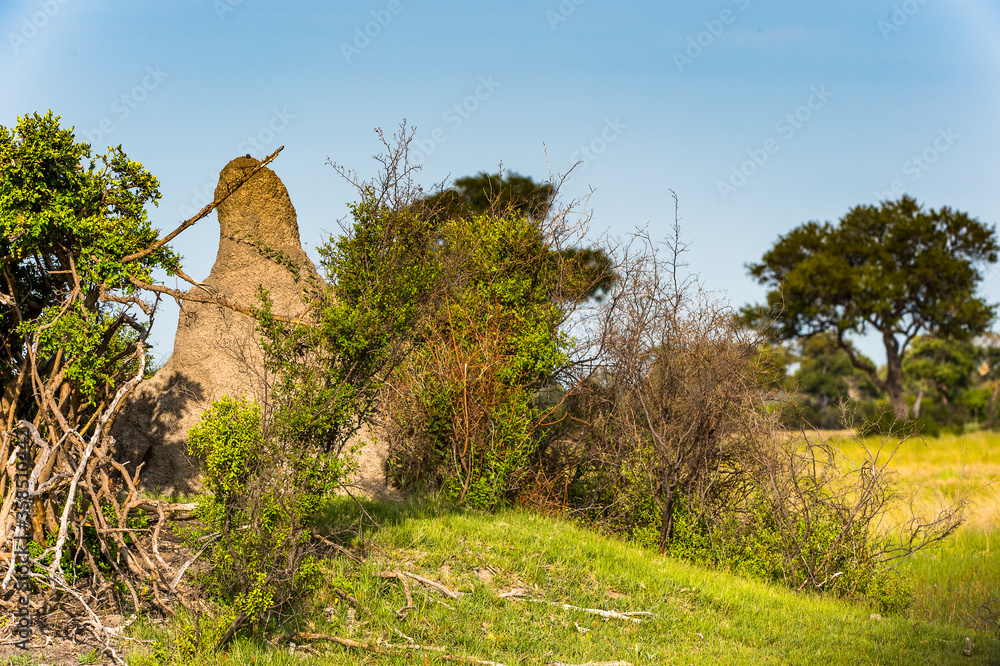 It's Landscape of the Okavango Delta (Okavango Grassland), One of the Seven Natural Wonders of Africa, Botswana