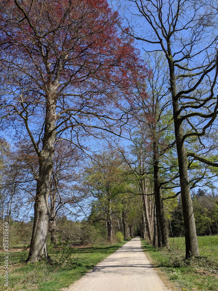 Road through the forest around Medler during spring Road through the forest around Medler during spring