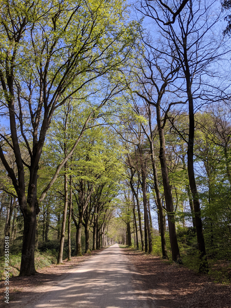 Road through the forest around Medler during spring Road through the forest around Medler during spring