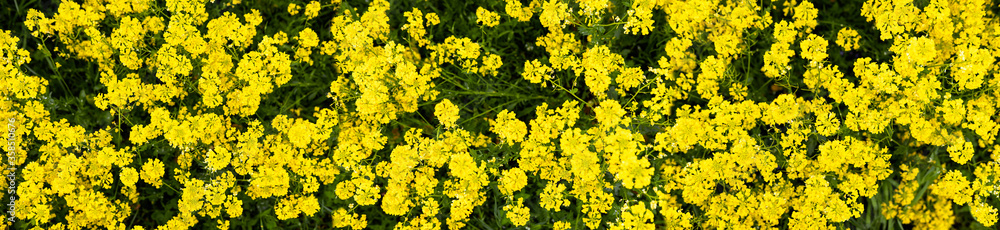 Summer countryside landscape. Alpine herbs, grass in foreground. Many yellow flowers. Sunny day in fresh air Summer countryside landscape. Alpine herbs, grass in foreground. Many yellow flowers. Sunny day in fresh air