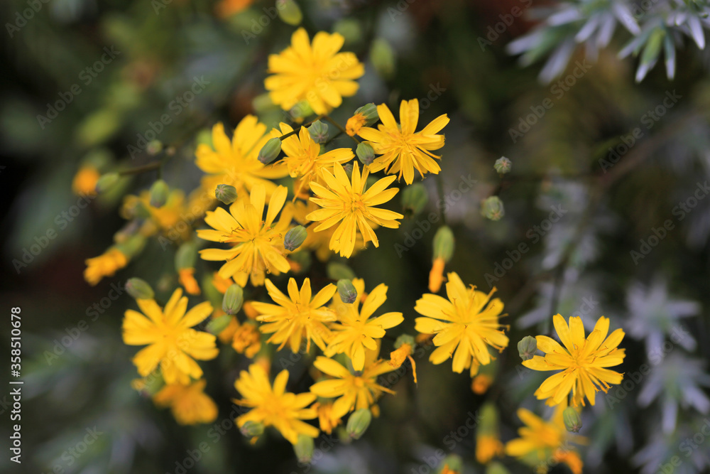 Beautiful blooming smooth hawksbeard in sunny June