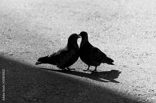 Silhouettes of pigeons. Street bird. pigeons kiss, coo.