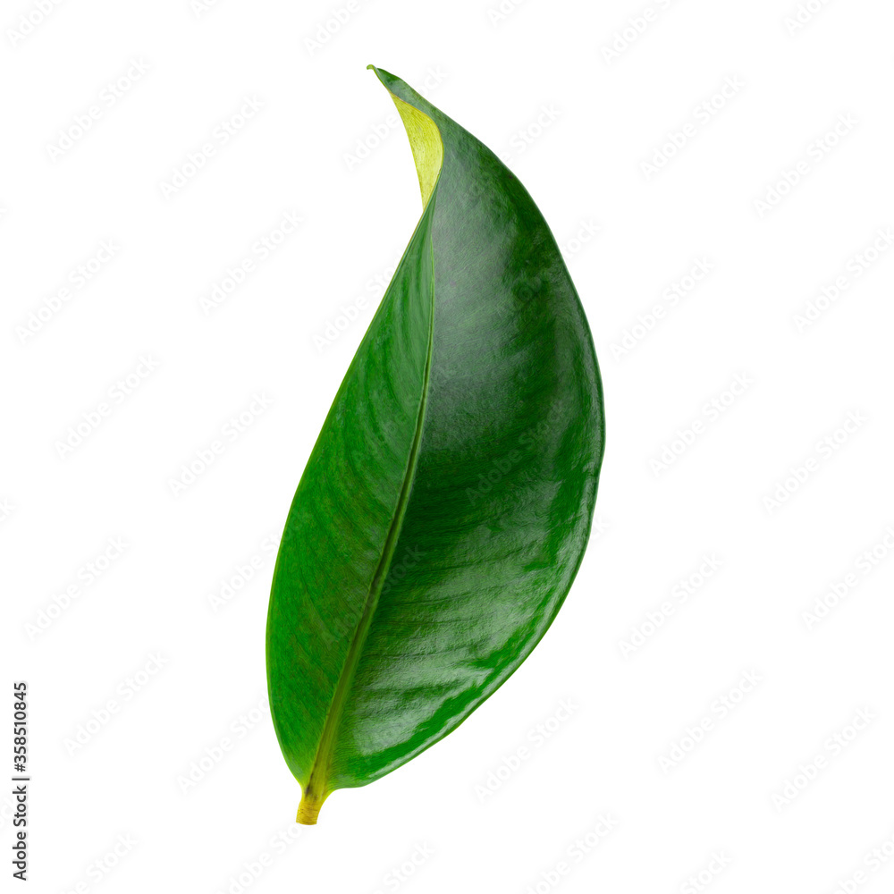 Fototapeta premium Mangosteen leaves isolated on a white background