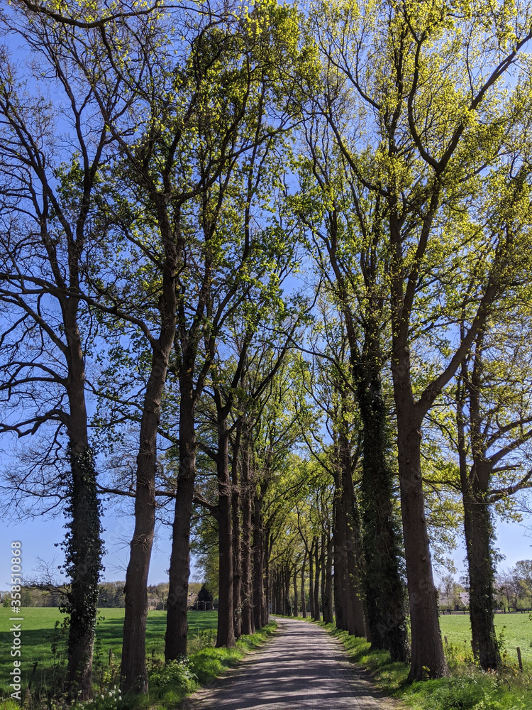 Road around Halle during spring